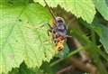 ‘Horrifying’ footage shows Asian hornet eating wasp