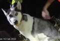 Husky on railway tracks saved by police