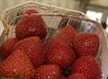 Peter's strawberries may be grown on Mars