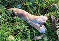 Pig carcasses dumped near park 