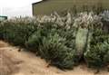 Christmas tree farm to help veterans' rehab