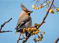 Unusual visitors surprise birders