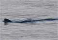 Harbour porpoise seen swimming near pier