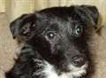 Plea after puppy is snatched from car