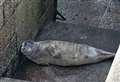 Young seal returns to sea after getting stuck on steps