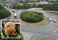 Dormouse holds up multi-million pound roundabout revamp