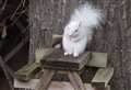 Rare albino squirrel spotted in Kent 