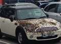 VIDEO: Parked car swarmed by bees 