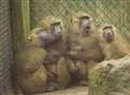 Animal park keepers welcome their latest charges