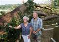 Century-old tree topples in heatwave