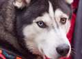 Hug a Hever husky 