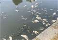 Shock as dozens of fish found dead in park pond