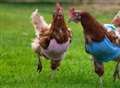 Pupils knitting jumpers for chickens