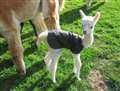 New arrivals at alpaca stud