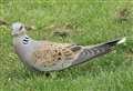 Rare turtle dove pictured in garden