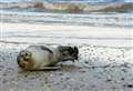 Adorable seal spotted chilling on Kent beach