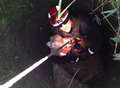 Dog rescued from 15m well