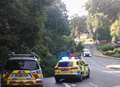 Huge fallen tree causes delays 