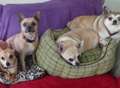 Chihuahua family handed in to rescue centre