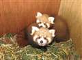 Emotional debut for cute red panda cubs