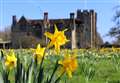 Take a peek at daffs at their peak 