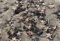 ‘Heartbreak’ as hundreds of dead starfish wash up on beach