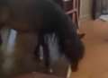 Video: Pony pops into pub