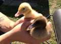 Pupils left devastated by duck theft