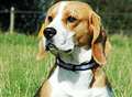 'Adorable' beagle may have been stolen from pub landlords