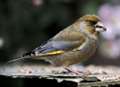 Flock to your gardens this weekend for Birdwatch