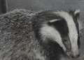 Badger baiting brothers snared by tracking device