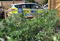 Arrest made after police cannabis raid