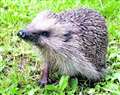 Bonfire builders urged: think of hedgehogs