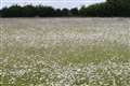 Wildflower meadows create a buzz for endangered bees on National Trust estate