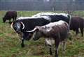 Cows return to Kent castle for first time in 50 years