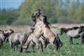 In Pictures: Ponies clash during foaling season at nature reserve