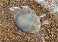 Jellyfish found all washed up