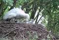 Adorable cygnets are born at country park