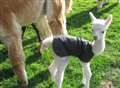 New addition to Alpacas family in Kent