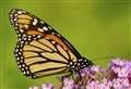 Butterfly numbers hit hard by 2022 heatwave and drought