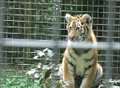 Video: Tiger time with Episode 5 of our exclusive cub diaries