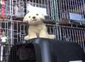 Border control checks fail to identify toy dog 