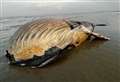 Dead whale washes up at Kent beach