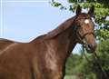 Fire crew save horse from pond