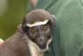 Name picked for hand-reared monkey