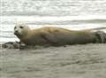 Seal on the Medway attracts huge attention