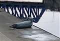 Seal spotted ‘casually relaxing’ by river again