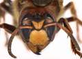 Killer hornets 'heading to Kent'