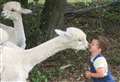 The family who have ditched their jobs to become alpaca farmers