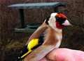 Get close-up to garden birds